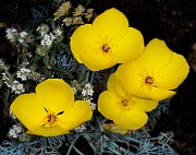 Eschscholzia glyptosperma 16-6399a